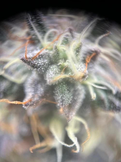 Black Maple. Week 8