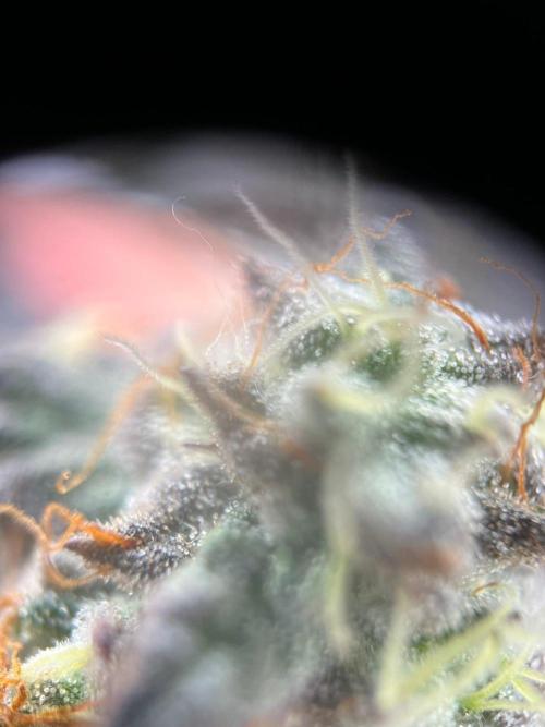 Black Maple. Week 9