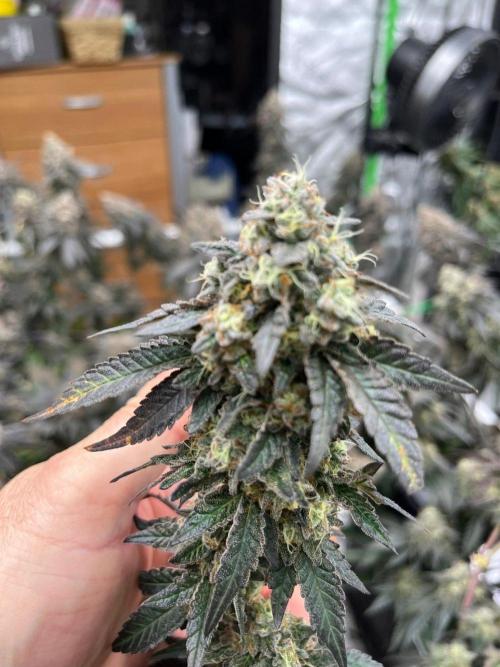 Black Maple. Week 9