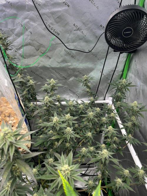 Zero Gravity (GMO X Oreoz). Week 5