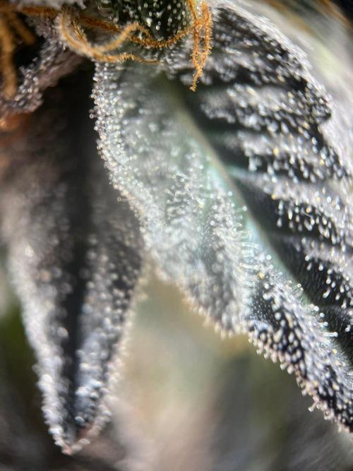 Zero Gravity (GMO X Oreoz). Week 8