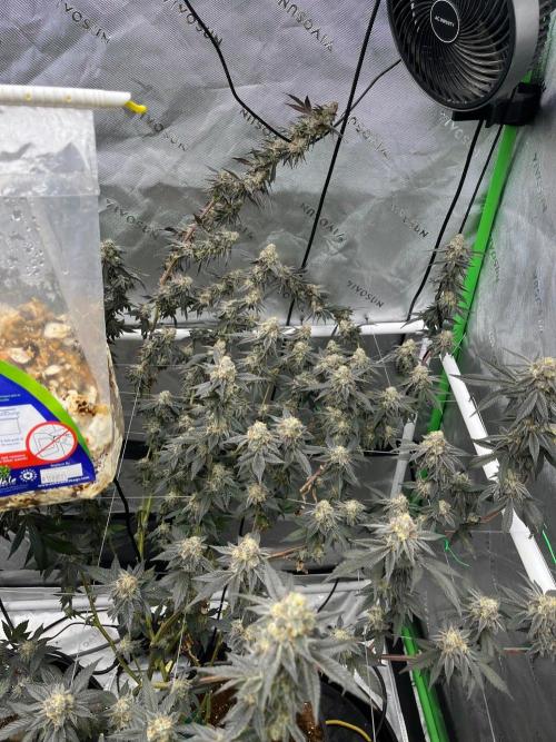 Zero Gravity (GMO X Oreoz). Week 8