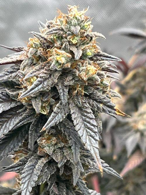 Fat Bastard. Week 9
