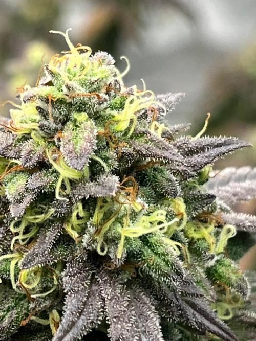 Lambs Bread. Week 9