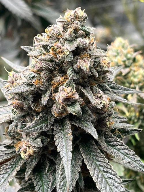 Super Boof. Week 9