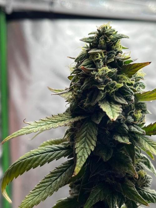 Lambs Bread. Week 10