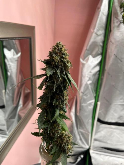 Ray Charles. Week 10