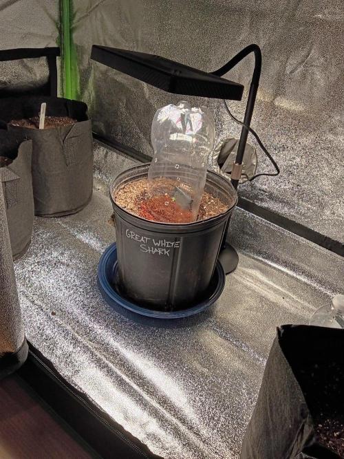 My first grow.. Week 0