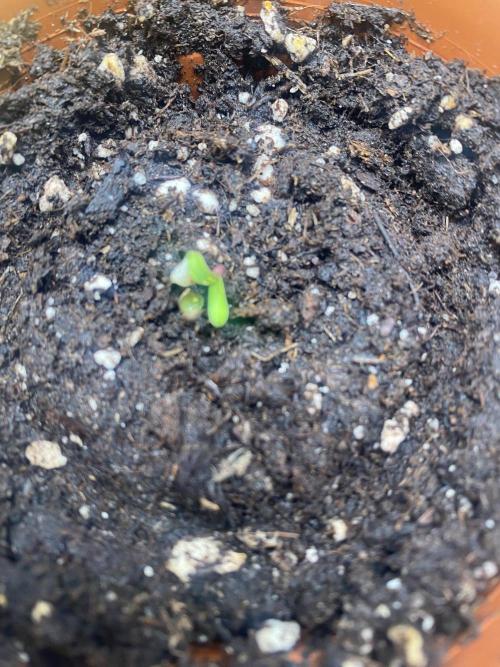 Dolly. Week 0