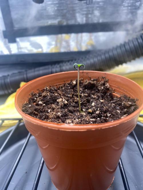Northern Light. Week 0