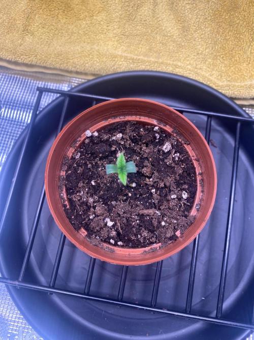 Dolly. Week 5