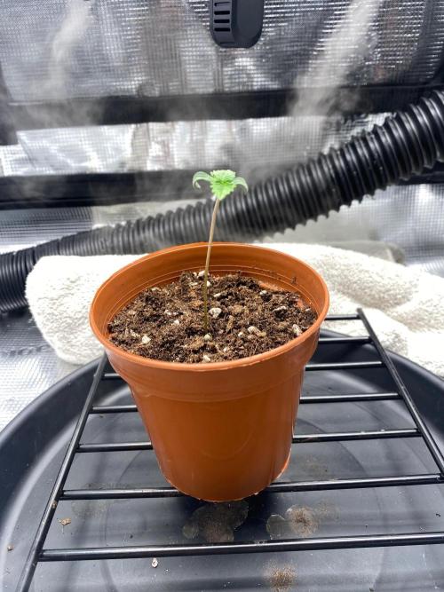 Dolly. Week 5