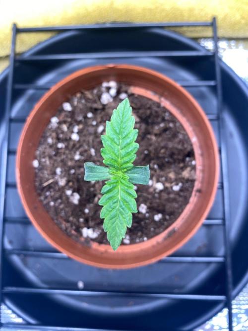 Dolly. Week 5