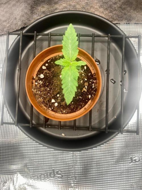 Dolly. Week 5