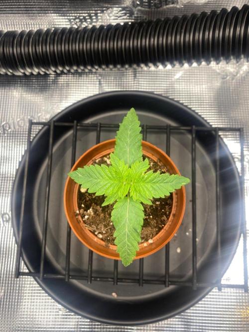 Dolly. Week 5