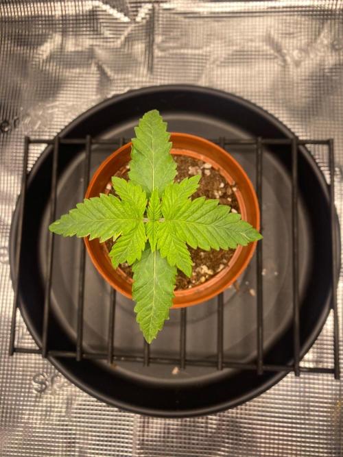 Dolly. Week 5
