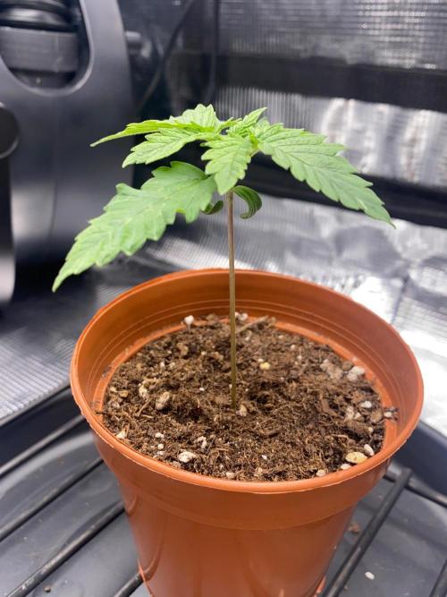 Dolly. Week 5