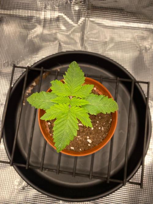 Dolly. Week 5