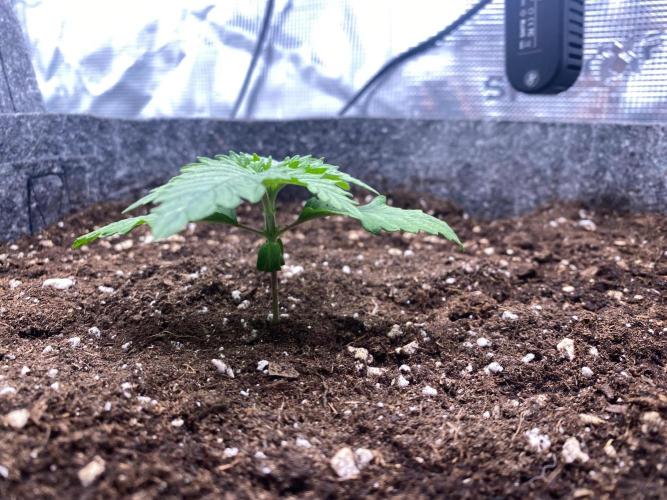 Dolly. Week 5