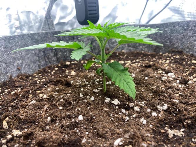 Dolly. Week 5