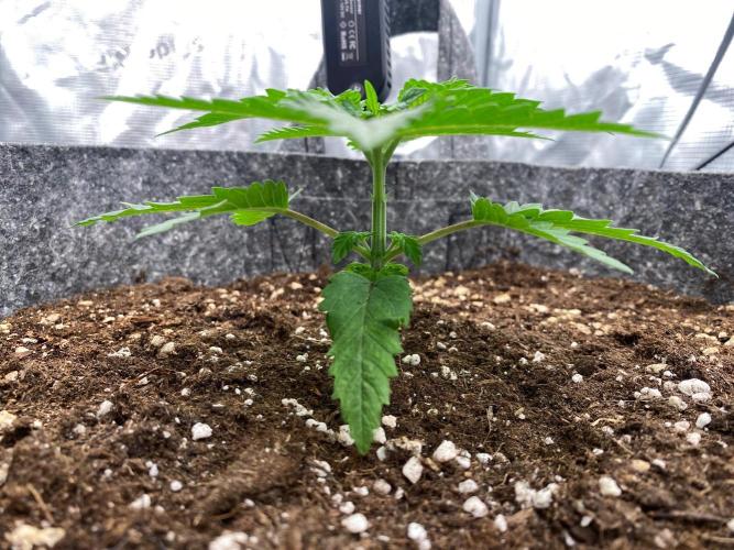 Dolly. Week 5