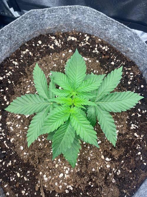Dolly. Week 5