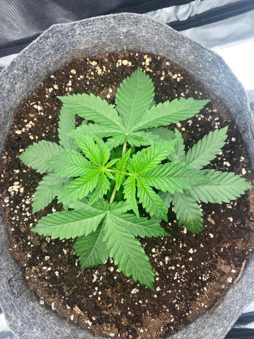 Dolly. Week 5