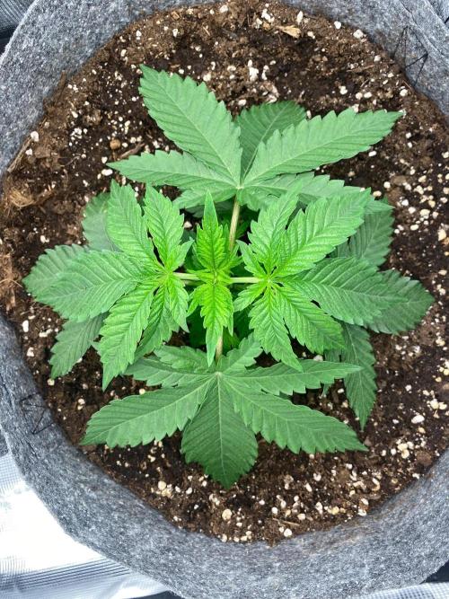 Dolly. Week 5