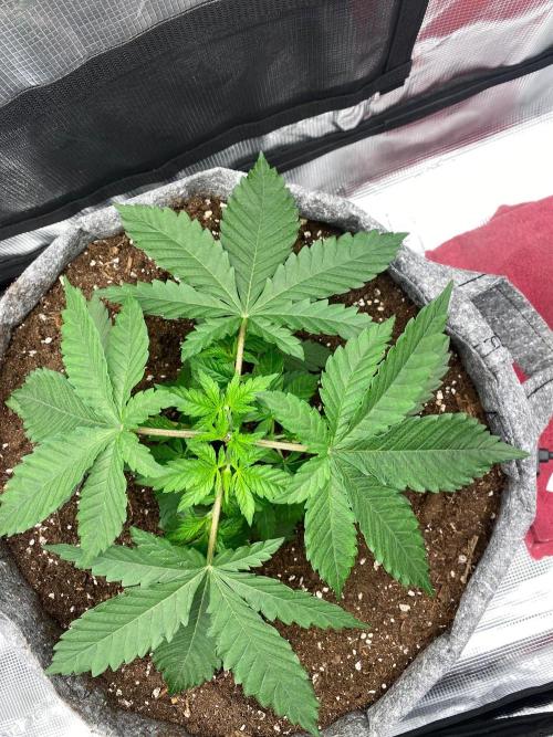 Dolly. Week 5