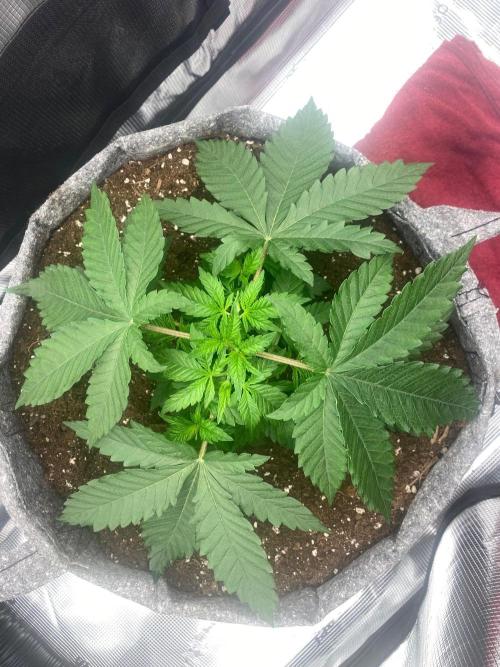 Dolly. Week 5