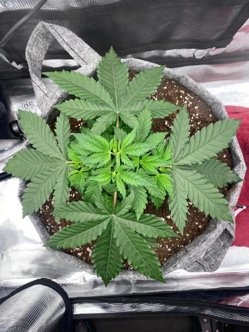 Dolly. Week 5