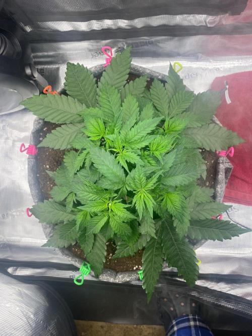 Dolly. Week 5