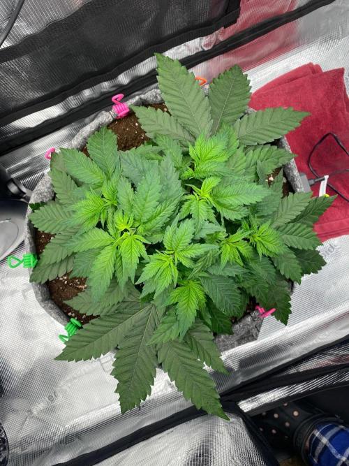 Master Series 4×2 Grow Tent (120×60×180 cm). Week 5