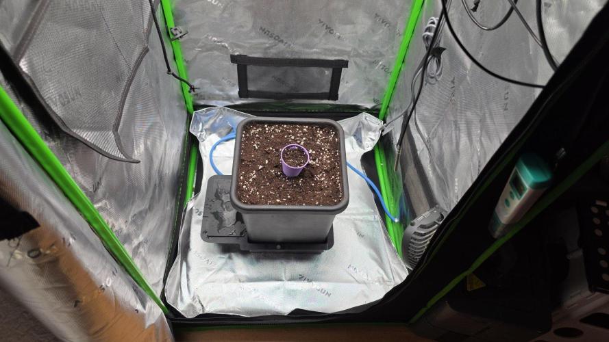 Purple Lemonade Auto RF3. Week 0