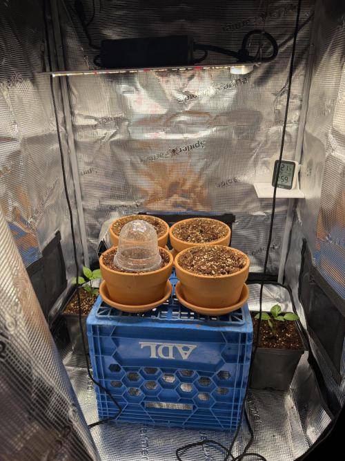 Tangerine T-Bone F3. Week 1 - Elevated on a milk crate in the tent 
