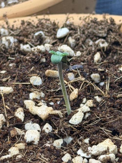 Tangerine T-Bone F3. Week 1 - 3rd seed pops 