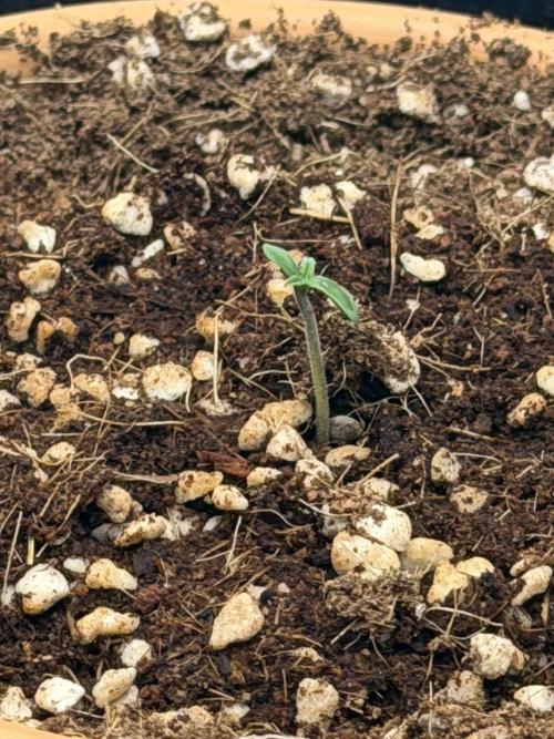 Tangerine T-Bone F3. Week 1 - 1st seed pops 
