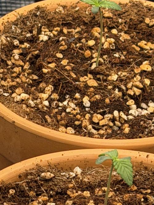 Tangerine T-Bone F3. Week 2 - End of week 2 