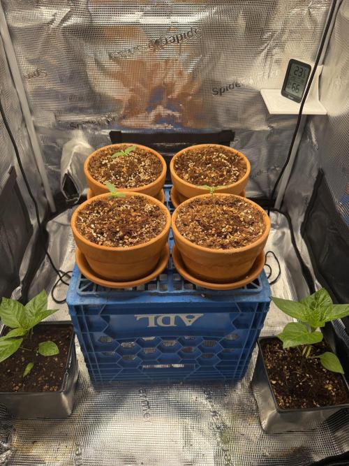 Tangerine T-Bone F3. Week 2 - All 4 