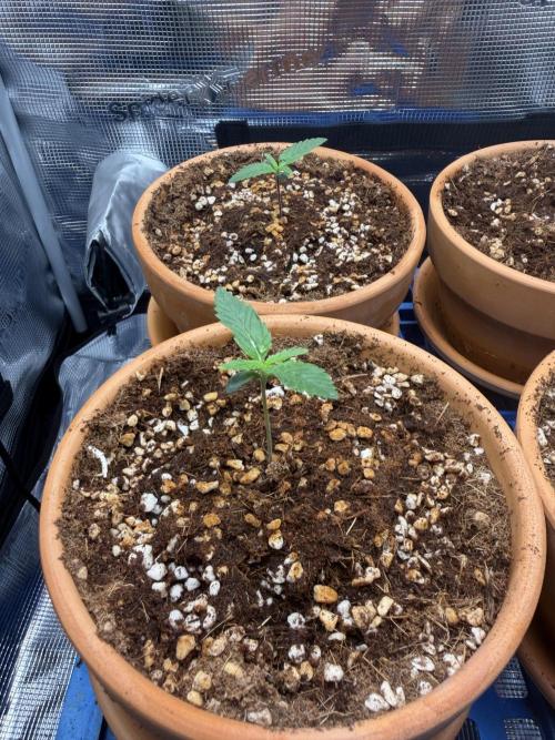 Tangerine T-Bone F3. Week 2 - 2 on left 