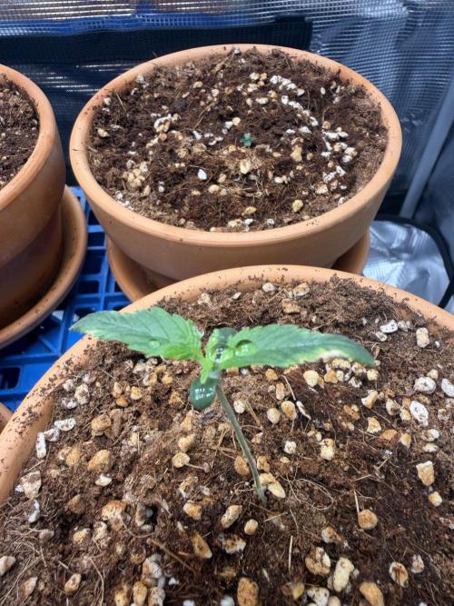 Tangerine T-Bone F3. Week 2 - 2 right 
