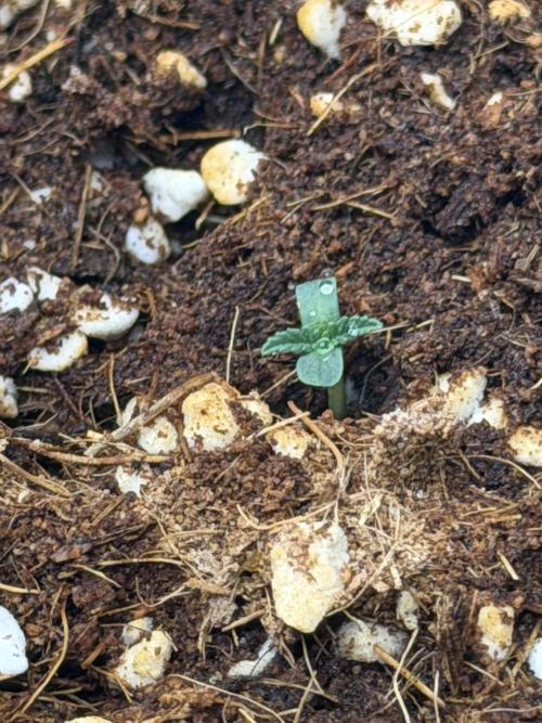 Tangerine T-Bone F3. Week 2 - Tiny runt 