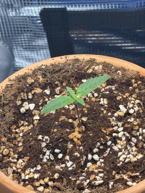Tangerine T-Bone F3. Week 2 - Batman ?