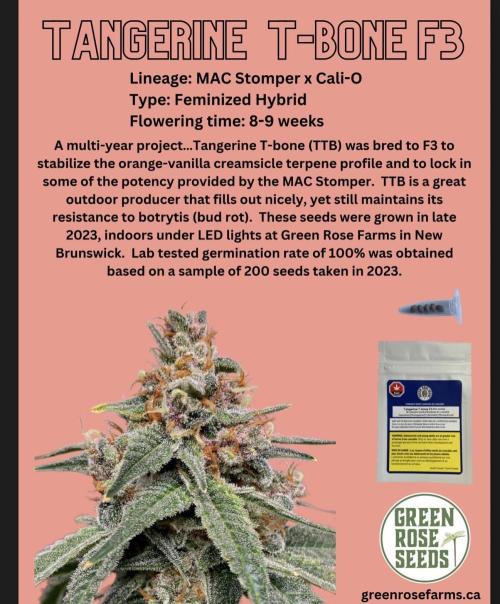 Tangerine T-Bone F3. Week 1 - Tangerinnee t bone 