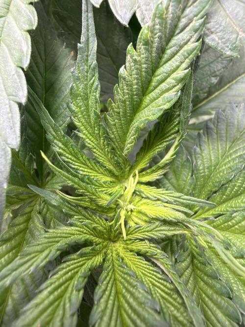 Tangerine T-Bone F3. Week 6 - Gjvv
