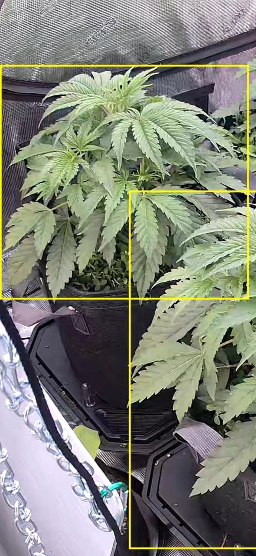 Black inferno autoflower. Week 3