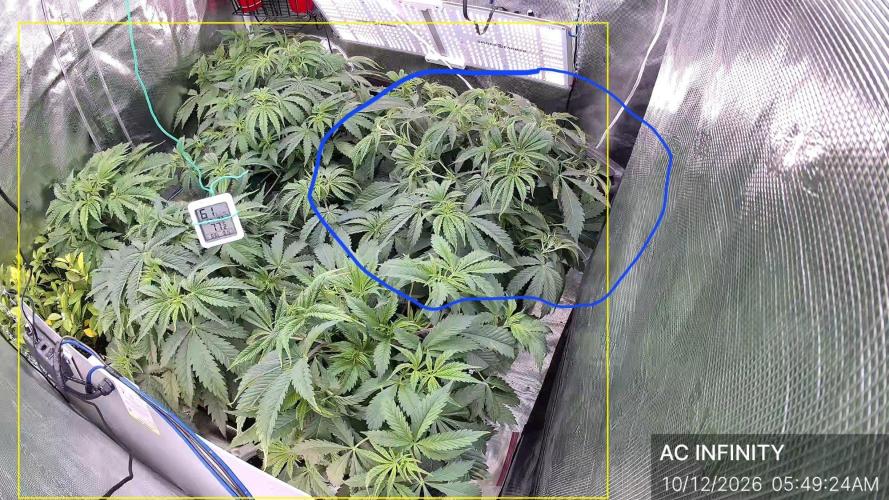 Black inferno . Week 4