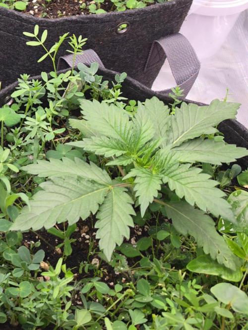 Lemon cherry cookies autoflower. Week 2 - She is looking healthy very promising