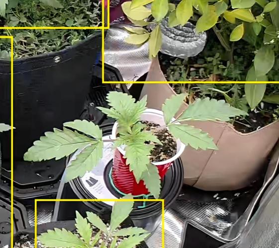gmo cookies autflower coco/dwc solo cup. Week 2