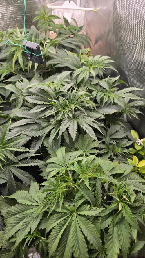 gmo cookies autflower coco/dwc solo cup. Week 3